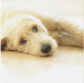 1155829024197_cane.jpg (4583 byte)